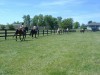 Sierra Woods Farm - Horse Camp