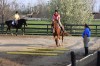 Sierra Woods Farm - Advanced Riding Clinic