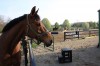 Sierra Woods Farm - Advanced Riding Clinic