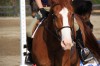 Sierra Woods Farm - Advanced Riding Clinic