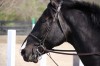 Sierra Woods Farm - Advanced Riding Clinic