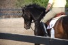 Sierra Woods Farm - Advanced Riding Clinic