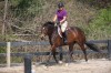 Sierra Woods Farm - Advanced Riding Clinic