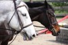 Sierra Woods Farm - Advanced Riding Clinic