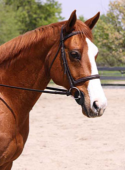 havana_horse_for_sale