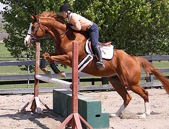 havana_horse_for_sale_2