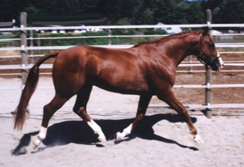tallytrot