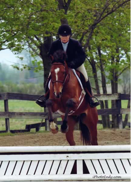 Thorobred 15.3 for Sale